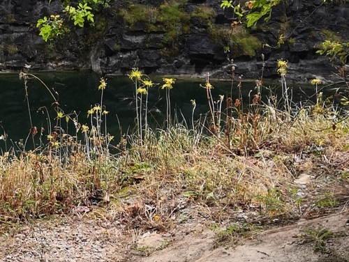 Allium flavum (Allium flavum)