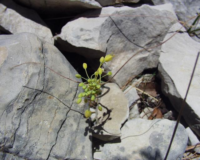 Allium flavum: (en) Allium flavum , a photography originating of the internet site http://sophy.u-3mrs.fr/ . The accord of the autor, H. Brisse, is here . (fr) Allium flavum ,