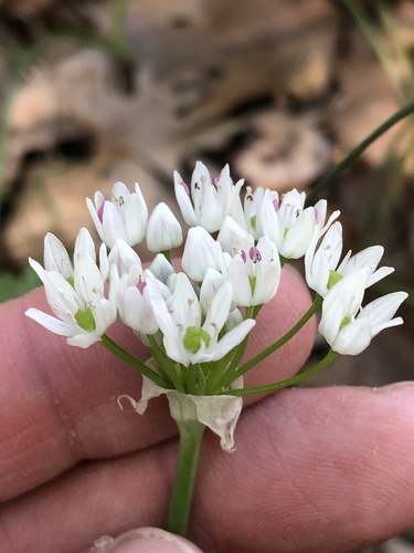 Fraser meadow garlic (Allium fraseri)