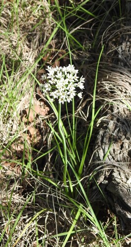 Fraser meadow garlic (Allium fraseri)