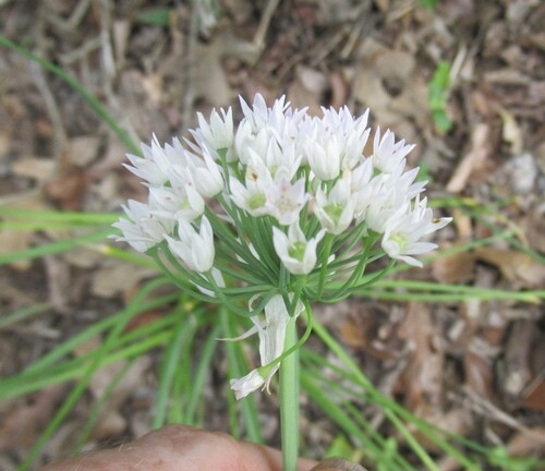 Fraser meadow garlic (Allium fraseri)