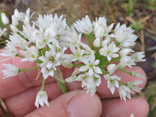 Fraser meadow garlic (Allium fraseri)