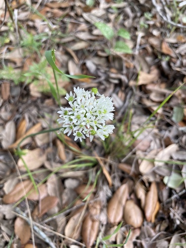 Fraser meadow garlic (Allium fraseri)