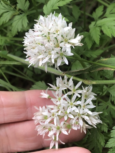 Fraser meadow garlic (Allium fraseri)