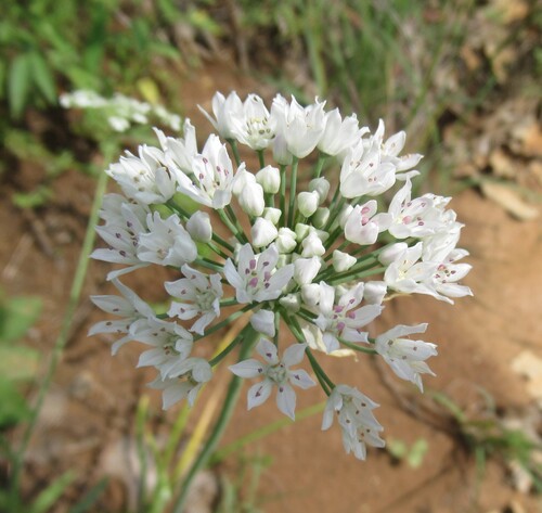 Fraser meadow garlic (Allium fraseri)