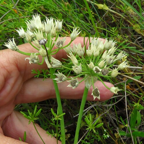 Fraser meadow garlic (Allium fraseri)