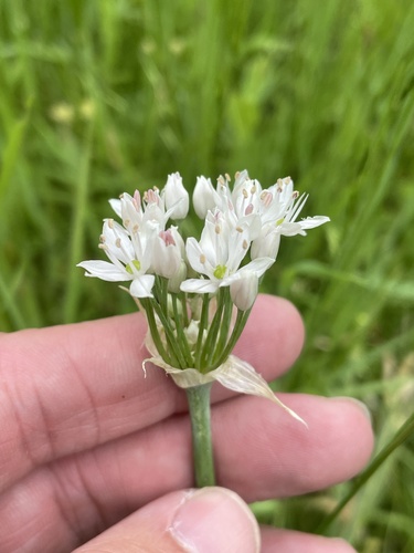 Fraser meadow garlic (Allium fraseri)