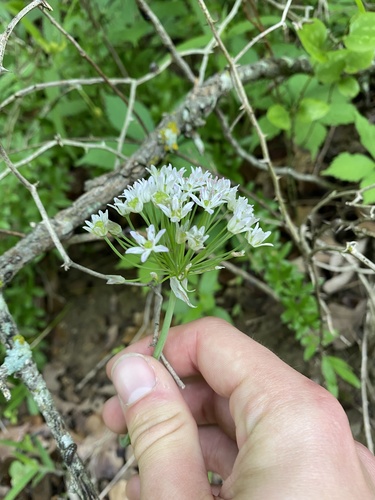 Fraser meadow garlic (Allium fraseri)