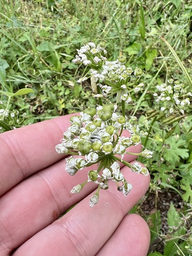 Fraser meadow garlic (Allium fraseri)