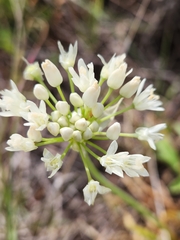Fraser meadow garlic (Allium fraseri)