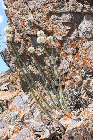 Allium galanthum: Allium galanthum sur une paroi rocheuse en basse montagne