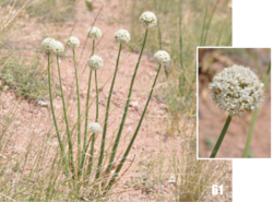 Allium galanthum: Allium galanthum in Tajikistan.