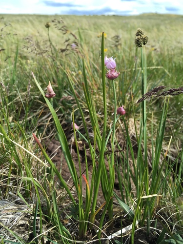 Geyer's onion (Allium geyeri)