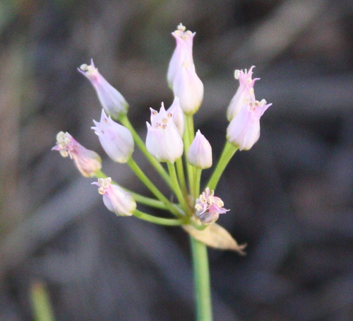 Geyer's onion (Allium geyeri)
