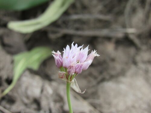 Geyer's onion (Allium geyeri)
