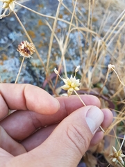 Geyer's onion (Allium geyeri)