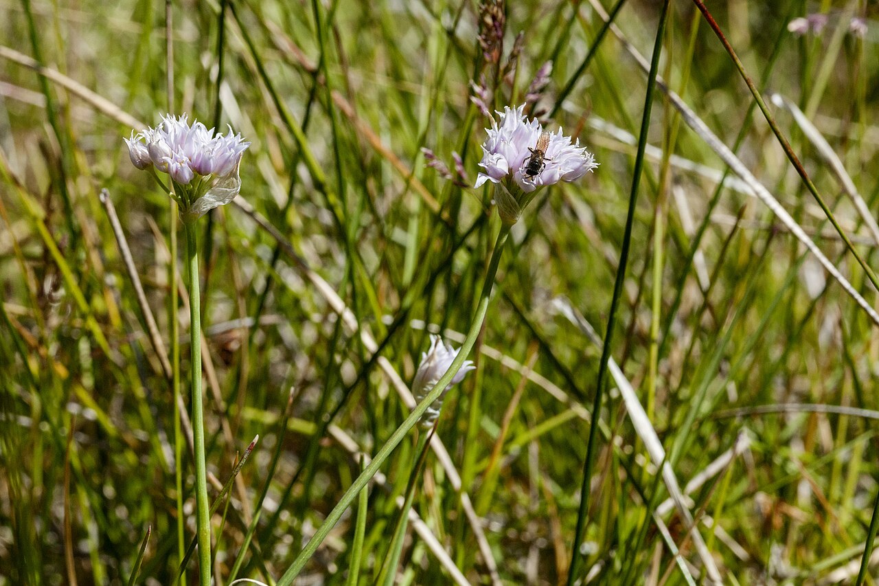 Geyer's onion: Allium geyeri in the northern Sangre de Cristo Mountains, east of Big Costilla Peak between Casias Creek and Costilla Creek, 36.928 -105.252, Taos County, New M