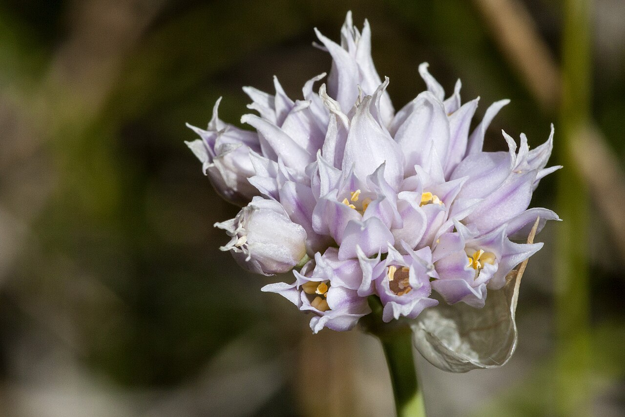 Geyer's onion: Allium geyeri in the northern Sangre de Cristo Mountains, east of Big Costilla Peak between Casias Creek and Costilla Creek, 36.928 -105.252, Taos County, New M