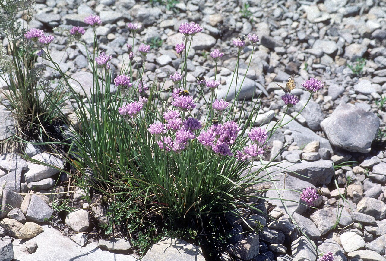 Geyer's onion: Allium geyeri Sandia Peak, Albuquerque, NM, USA. July 1999. For Xerantheum, who likes alliums