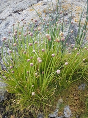 Geyer's onion (Allium geyeri)