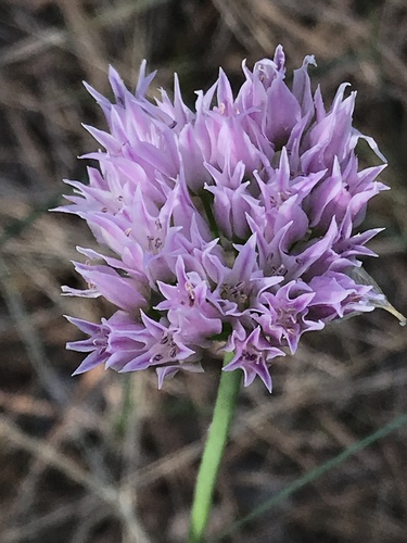 Geyer's onion (Allium geyeri)