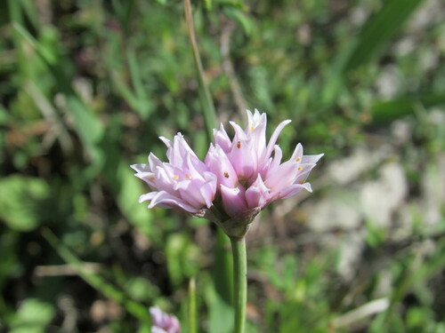 Geyer's onion (Allium geyeri)