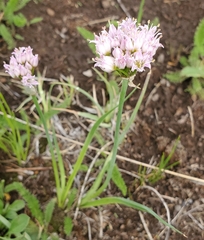 Geyer's onion (Allium geyeri)