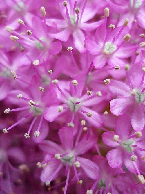 Allium giganteum (Allium giganteum)