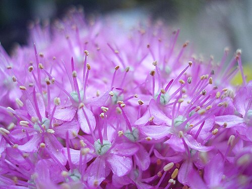 Allium giganteum: Allium giganteum