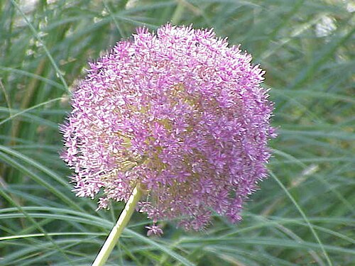 Allium giganteum: Species : Allium giganteum Family : Liliaceae Image No. 2