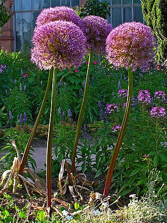 Allium giganteum: Allium giganteum , Alliaceae, Giant Onion, habitus. Botanical Garden Karlsruhe, Germany.