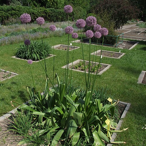 Allium giganteum: Allium giganteum