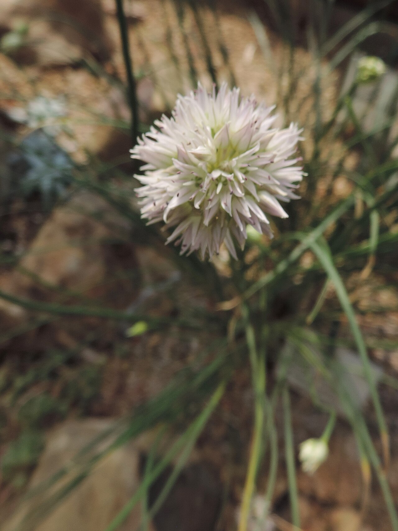 Allium glomeratum: Allium glomeratum in Neuer Botanischer Garten der Universität Göttingen
