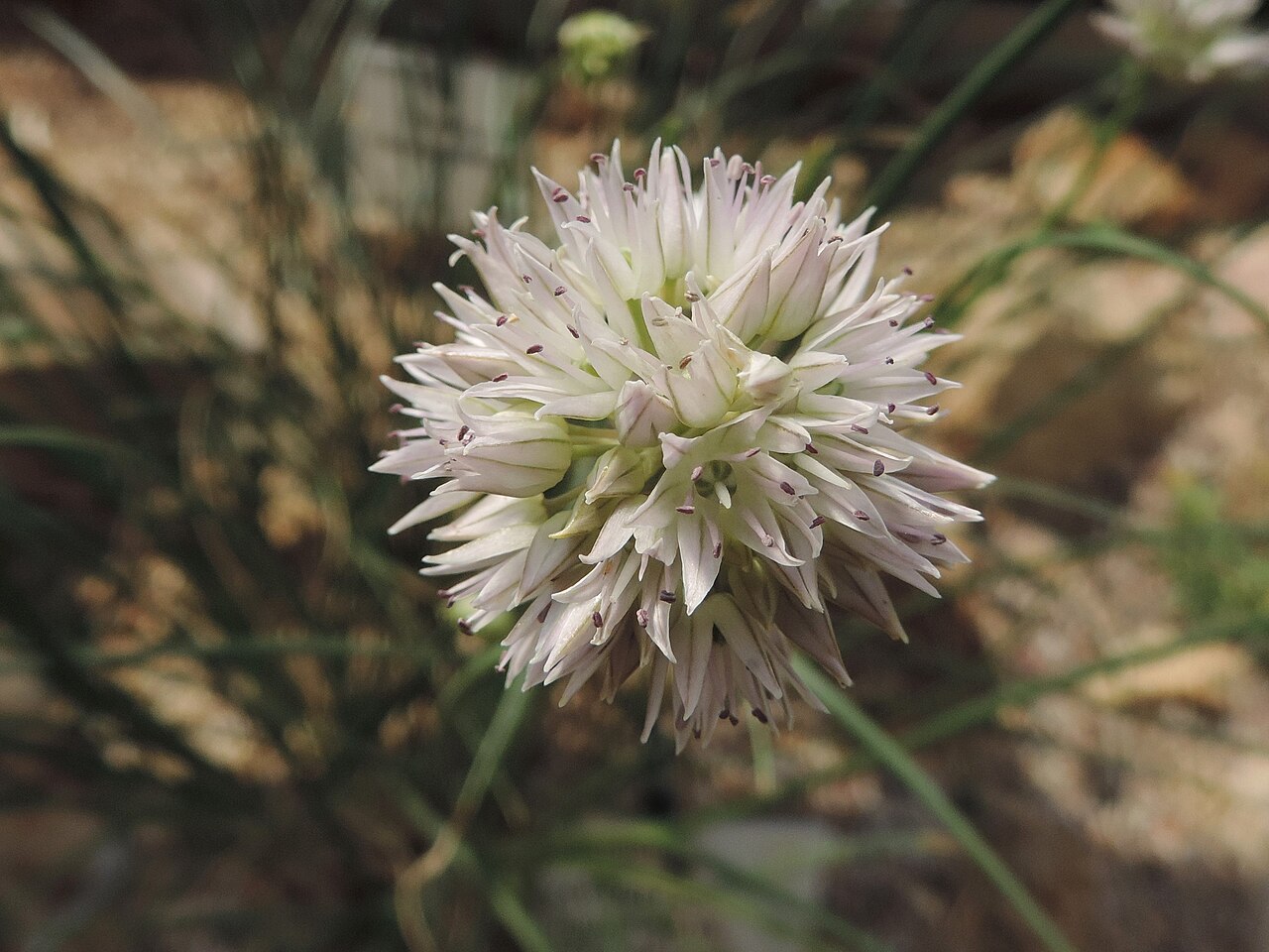 Allium glomeratum: Allium glomeratum in Neuer Botanischer Garten der Universität Göttingen
