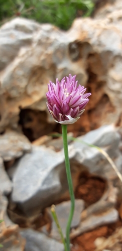 Allium gomphrenoides (Allium gomphrenoides)