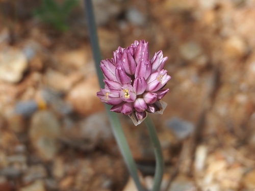 Allium gomphrenoides (Allium gomphrenoides)