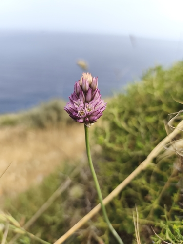 Allium gomphrenoides (Allium gomphrenoides)