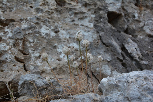 Allium gomphrenoides (Allium gomphrenoides)