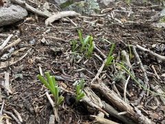Goodding's onion (Allium gooddingii)