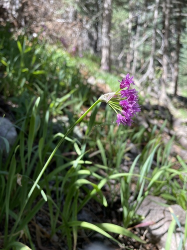 Goodding's onion (Allium gooddingii)