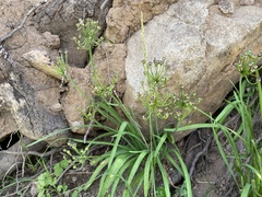 Goodding's onion (Allium gooddingii)