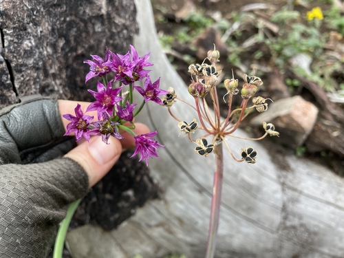 Goodding's onion (Allium gooddingii)