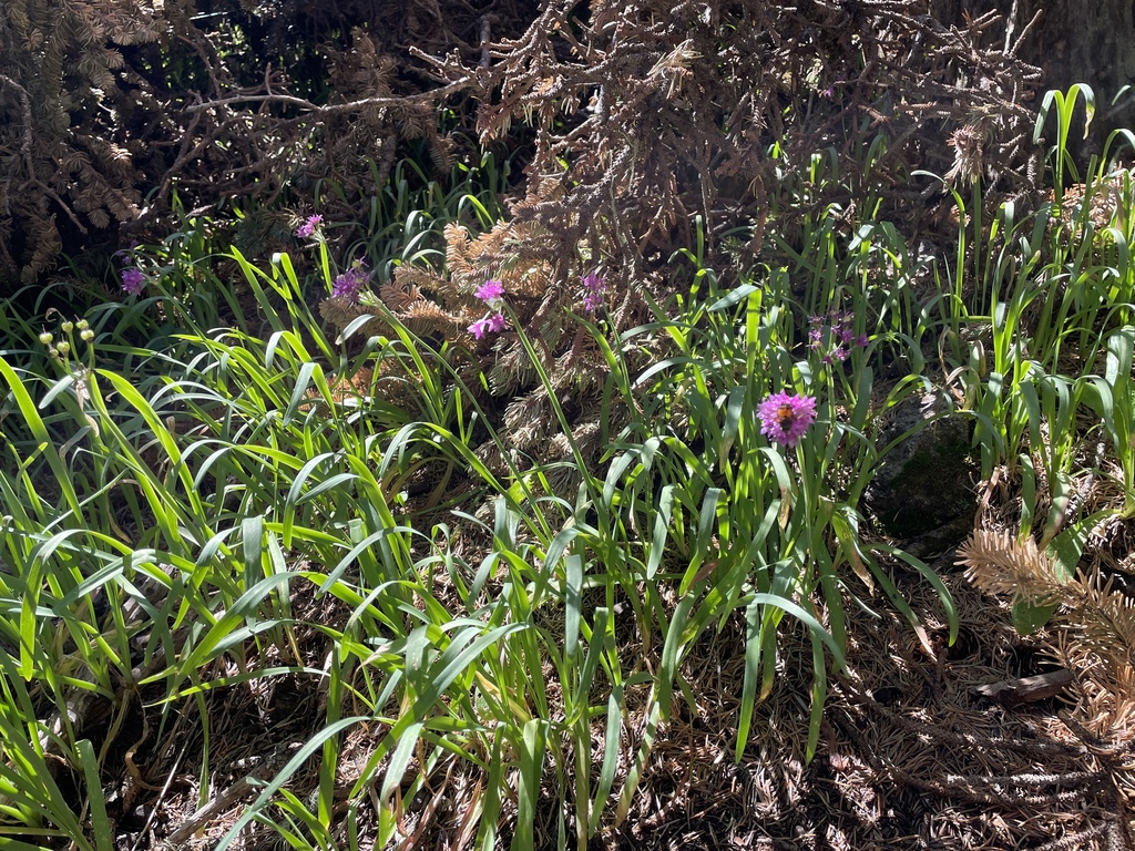 Goodding's onion (Allium gooddingii)