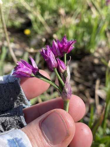 Goodding's onion (Allium gooddingii)