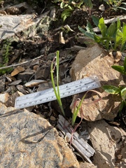 Goodding's onion (Allium gooddingii)
