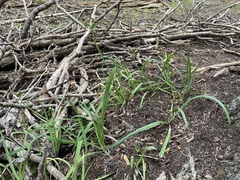 Goodding's onion (Allium gooddingii)
