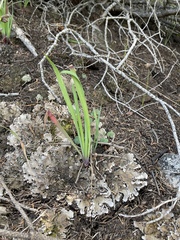 Goodding's onion (Allium gooddingii)