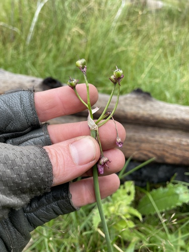 Goodding's onion (Allium gooddingii)