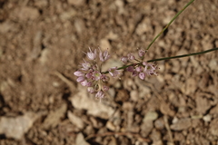 Allium gunibicum (Allium gunibicum)