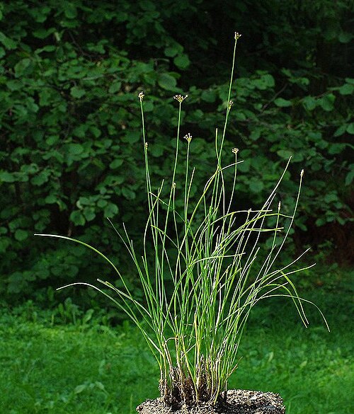 Allium gunibicum: Allium gunibicum Miscz. ex Grossh. from Gunib plateau